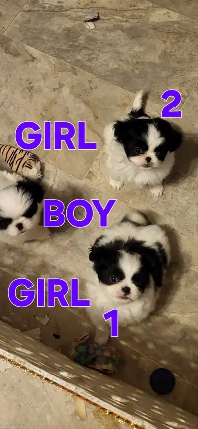 Japanese Chin, View more