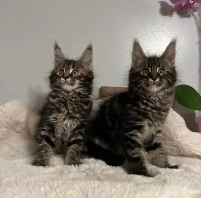 Maine Coon Kittens, View more