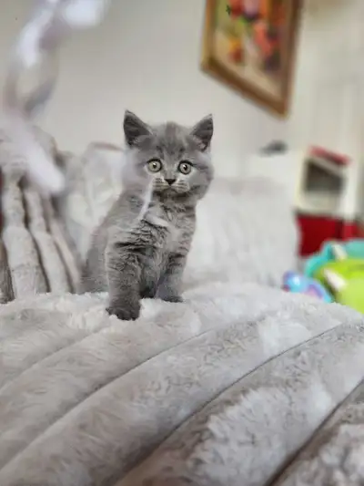 British Shorthair blue and lilac color kitten with pedigree, View more