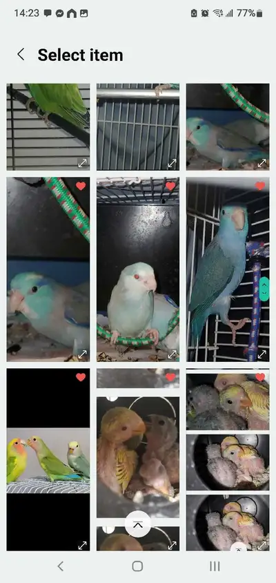 We have Parrotlets, yeah ! Some cool rare colours. Some with red eyes. We have pairs or individually...