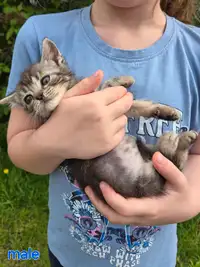 Persian/Ragdoll kitten