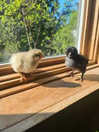 Ameraucana chicks for sale 