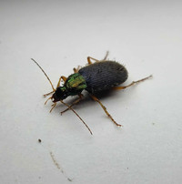 Tricolor ground beetles! (CB)