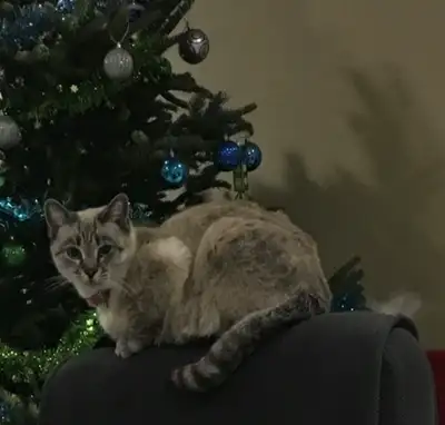 beautiful fixed Siamese mix  snow leopard , View more