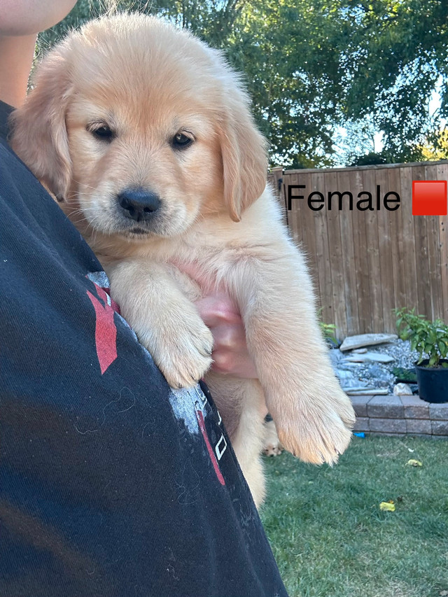 pure bred golden retrievers in Dogs & Puppies for Rehoming in Windsor Region - Image 3