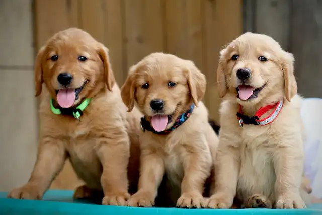 Golden retriever puppies in Dogs & Puppies for Rehoming in Mississauga / Peel Region - Image 3