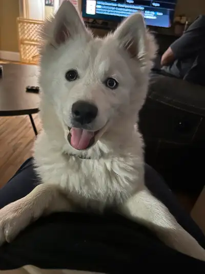 Pomsky female ,4 months old looking for a Good  home, View more
