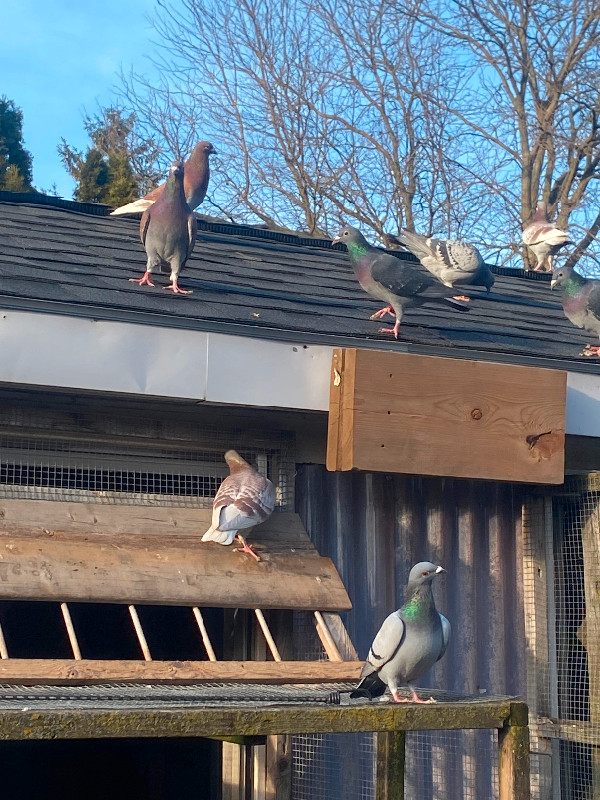 Racing pigeons in Birds for Rehoming in London - Image 2