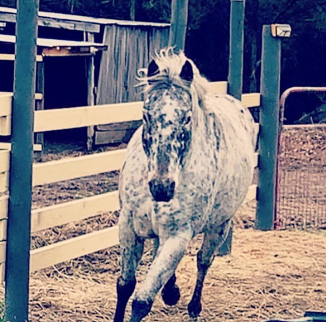 Lonley!  in Horses & Ponies for Rehoming in Belleville - Image 2