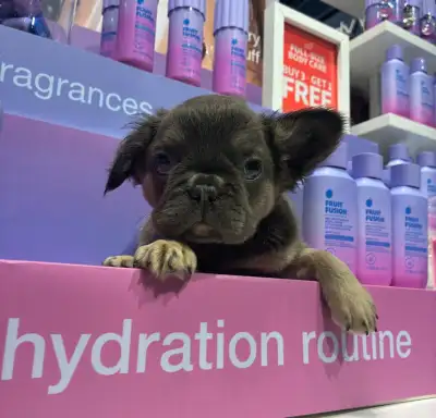Fluffy French Bulldog Female, View more