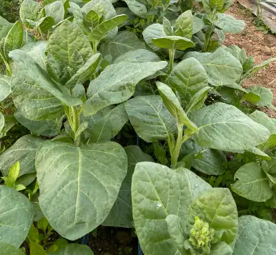 Wild Tobacco (Nicotiana rustica).  500+ Seeds, View more