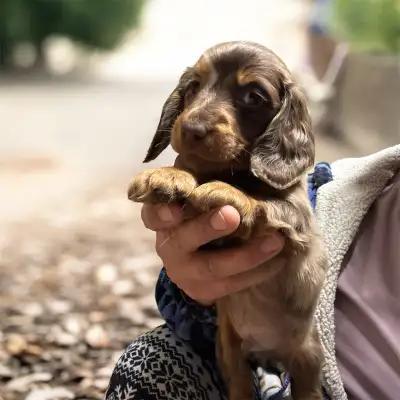 Registered Miniature Long Haired and Smooth Coated  Dachshund pu, View more