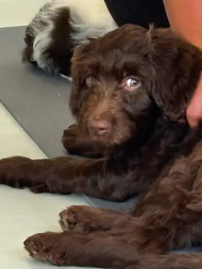 Beautiful English Springer Spaniel/Standard Poodle Cross Puppies, View more