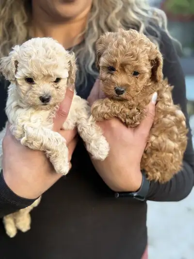 Maltipoo  Puppie’s, View more