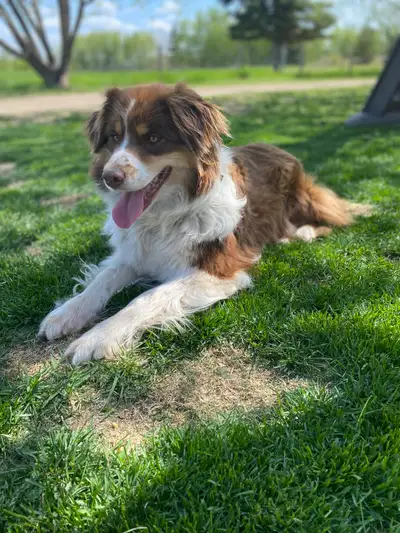 Beautiful Purebred, Australian Shephard adult females, View more