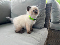 Adorable Seal Point Himalayan - Siamese kittens for sale