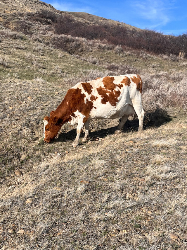 Ayrshire cow in Livestock in Swift Current - Image 2