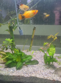 Juvenile platy and molly fish