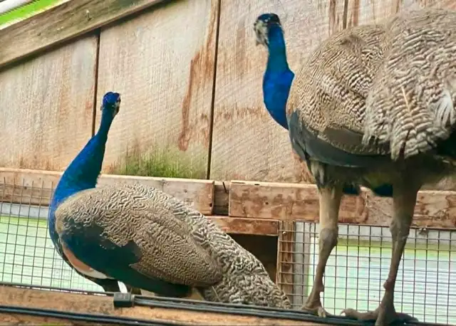 India Blue peafowl  pairs, yearlings in Livestock in Norfolk County - Image 2