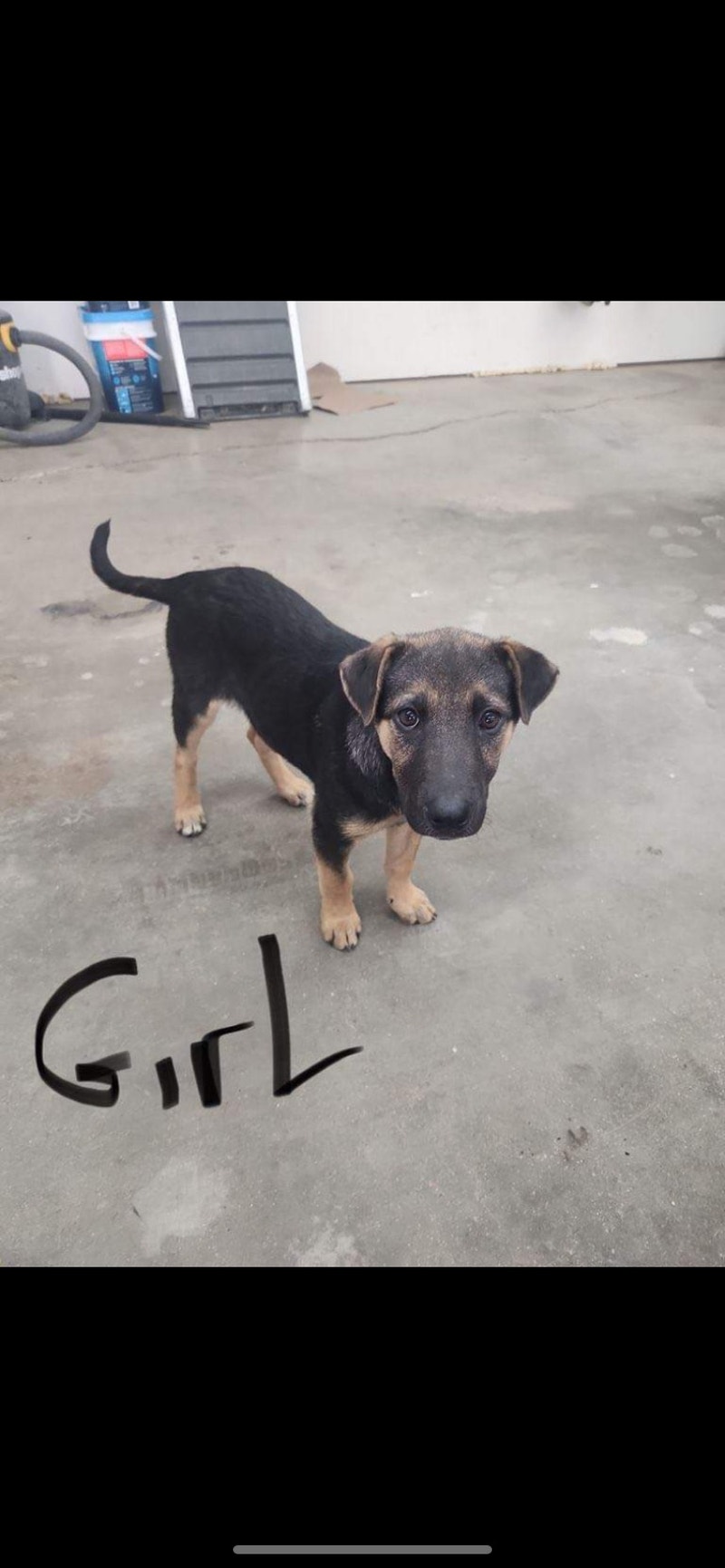 Lab puppies needing homes Free Stuff Saskatoon Kijiji