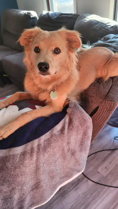 RE-HOMING: 1 YEAR OLD FEMALE MIXED BREED PUPPY., View more