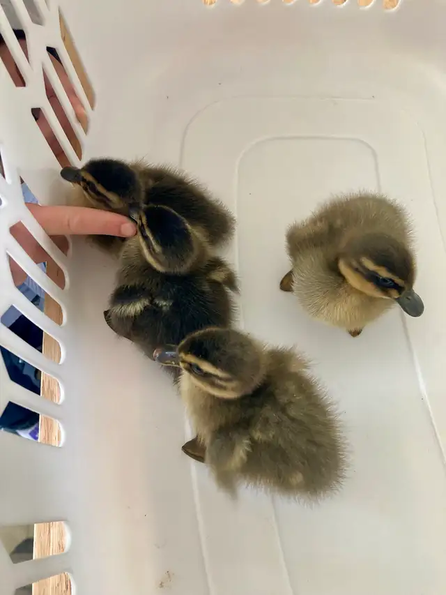 2 ducklings in Livestock in Lethbridge - Image 9