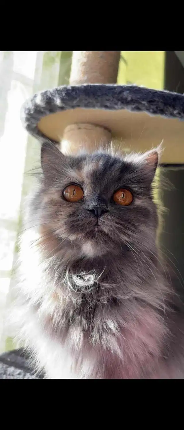 Maine Coon &amp; persian