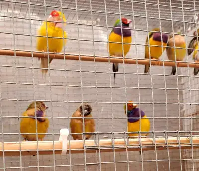 Gouldian Finches, View more