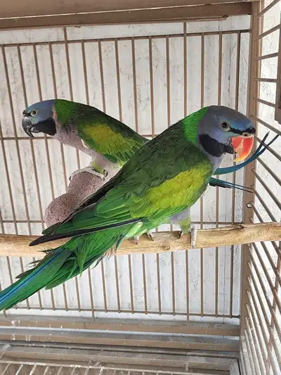 Gorgeous Derbyan Parrot proven Breeding Pair – European Imports, View more