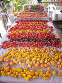 Hot pepper seeds for Sale -Dragons Breath-Carolina Reaper & more