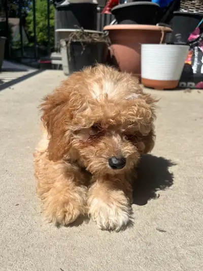 Mini Bernedoodle Puppy - Ready for new home, View more
