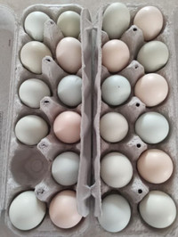 Chicks &Fertilized Silkie Hatching Eggs: Rare colours blue-green