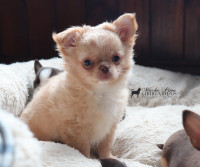 Chihuahua Pure Breed CKC registered **Apple head
