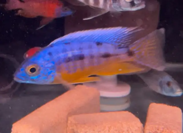 lots of new fish in stock African cichlids fish! in Fish for Rehoming in Mississauga / Peel Region - Image 8