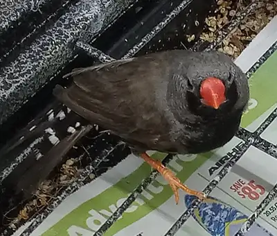 fancy zebra finches for sale, View more