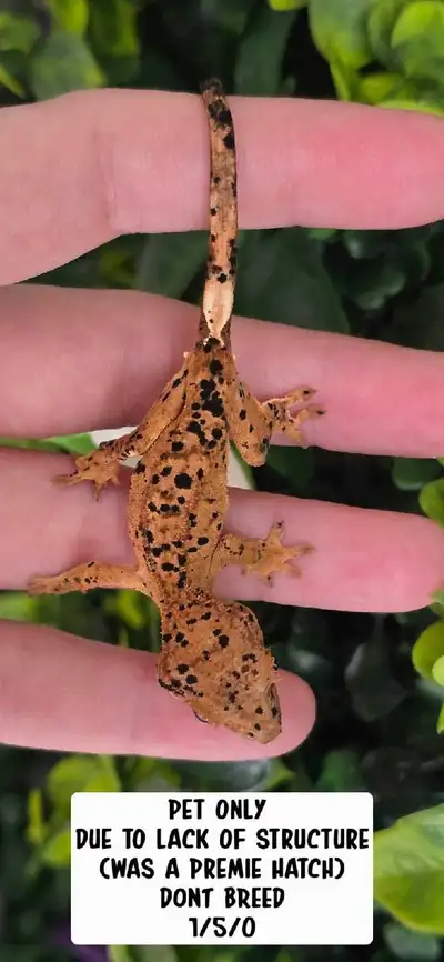 Crested Geckos - Exquisite Geckos , View more