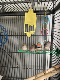 Finch for Sale