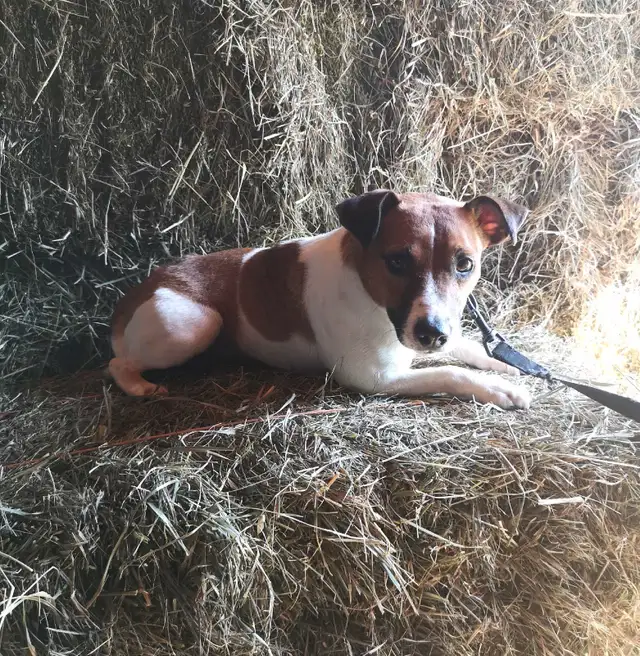 +++Chien Jack Russell mâle adulte à vendre in Dogs & Puppies for Rehoming in Longueuil / South Shore - Image 3
