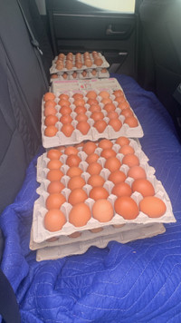 Farm Eggs for sale 