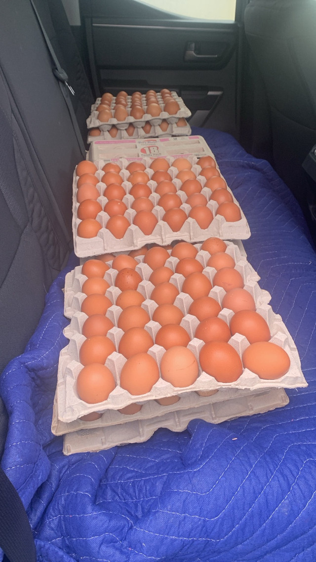 Farm Eggs for sale  in Other in Oakville / Halton Region