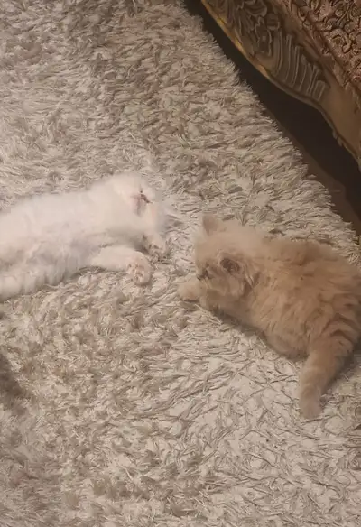 Kittens for Rehoming , View more