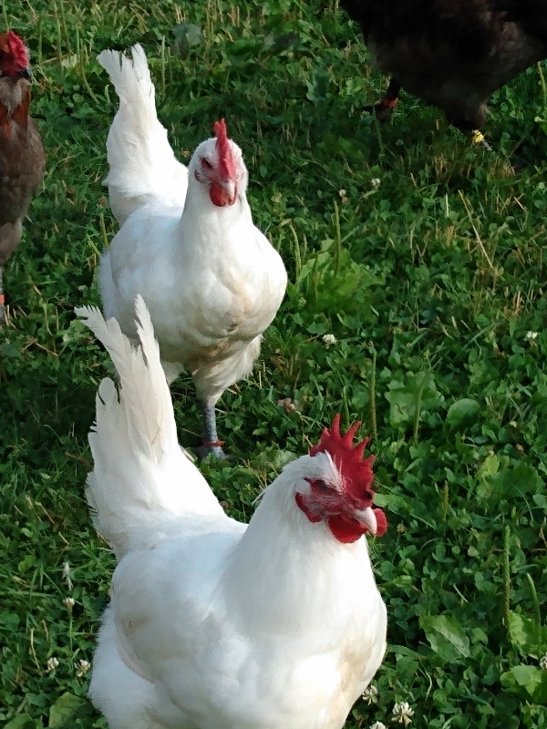 Pure Canadian Breese day old chicks in Livestock in Grand Bend