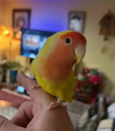 2  hand tamed Breeding lovebirds! Beautiful colours, View more