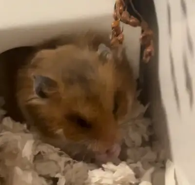 Hamster for rehoming, View more