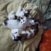 5 kittens 
