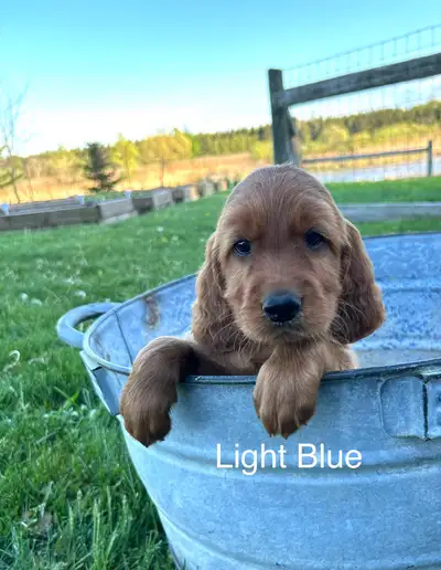 We have a healthy litter of Irish setter puppies! Born April 2. Male pups available. If you are inte...
