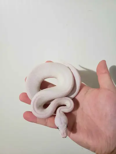 have two bel available Male and female Both are eating frozen thawed 300 Each