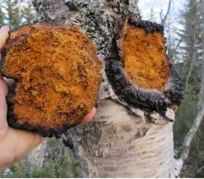 in search of CHAGA, View more