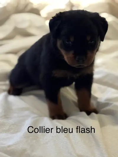 Chiot rottweiler, View more