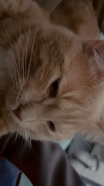 Neutered 1-Year-Old Orange Cat w/ Full Starter Kit, View more